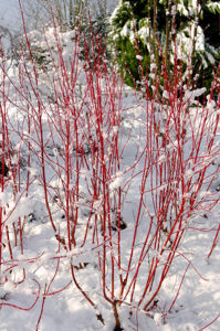 Picture of Cornus